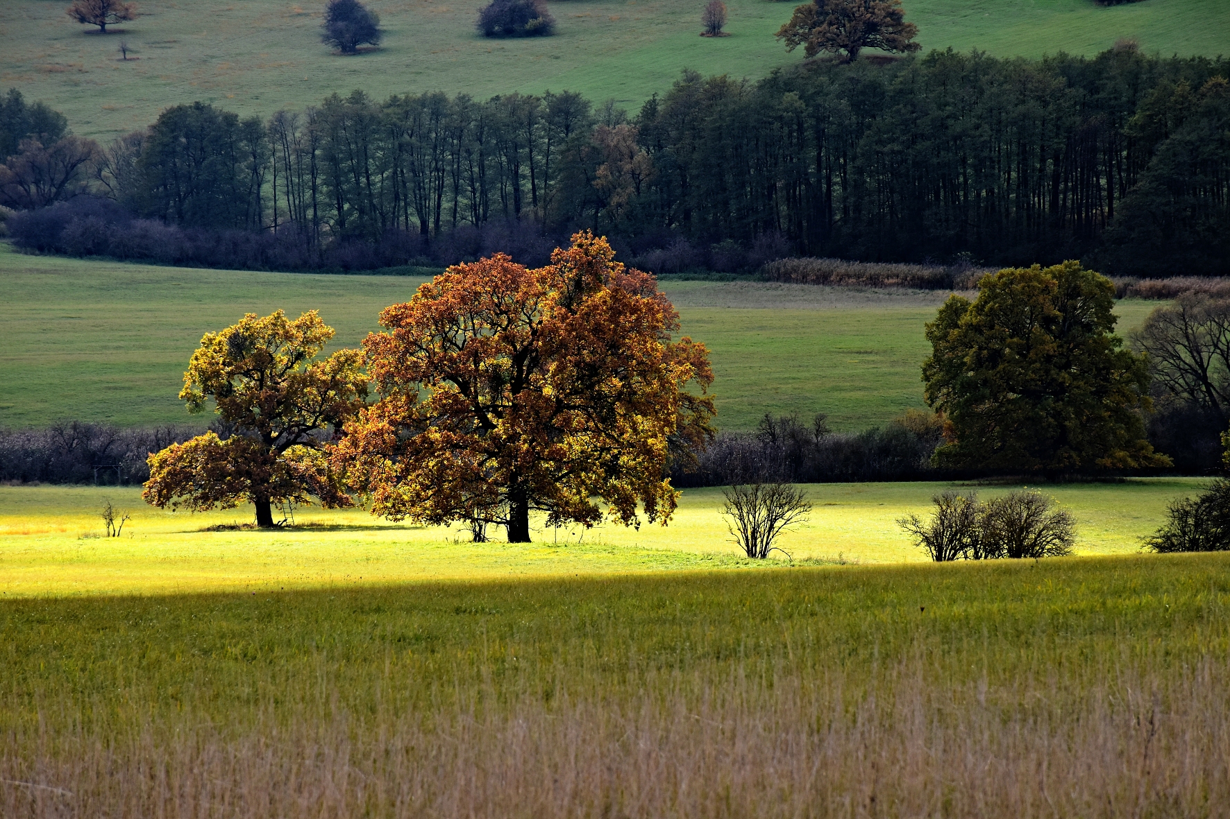 DSC_0877 K