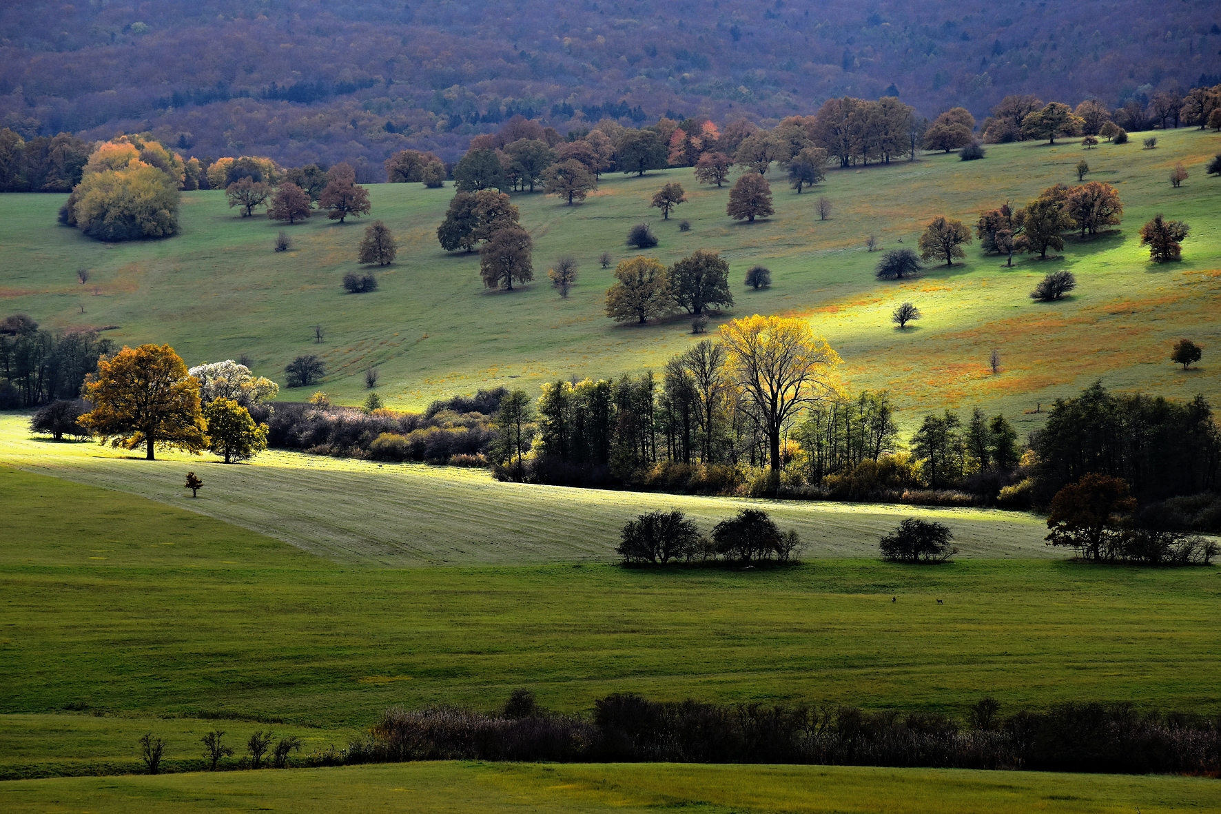 DSC_0885 K