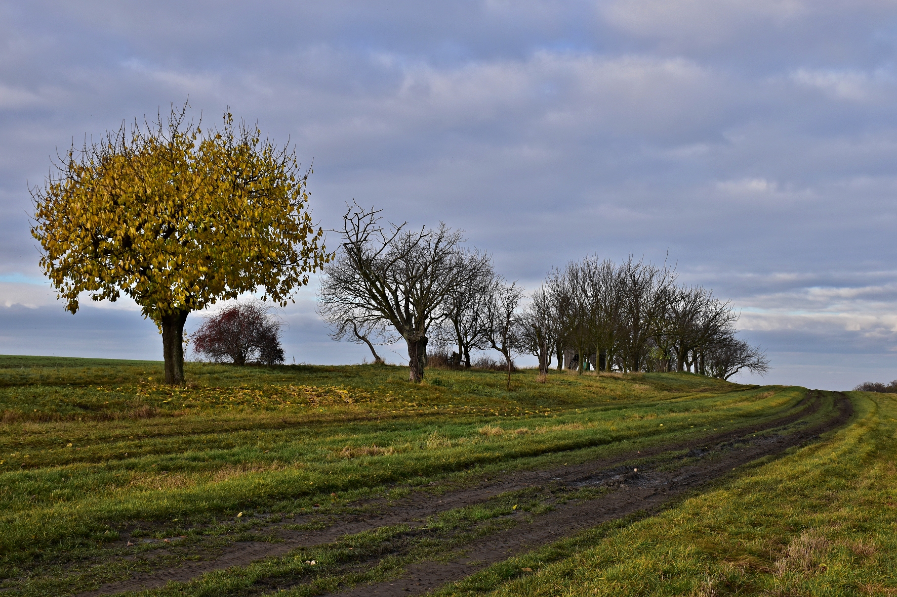 DSC_0017