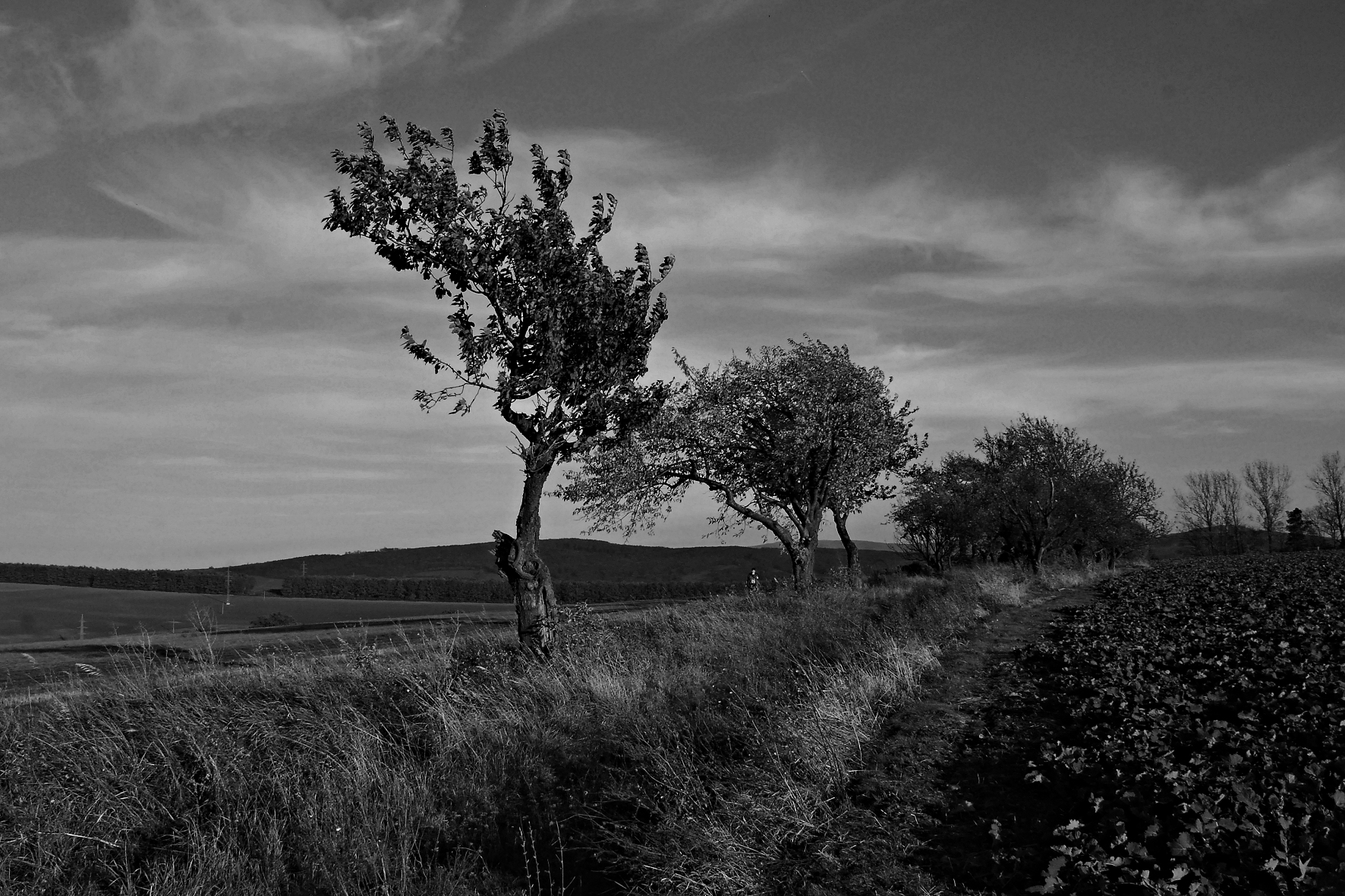 DSC_0187