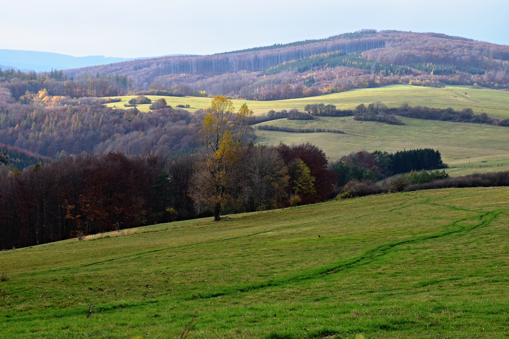 DSC_0641