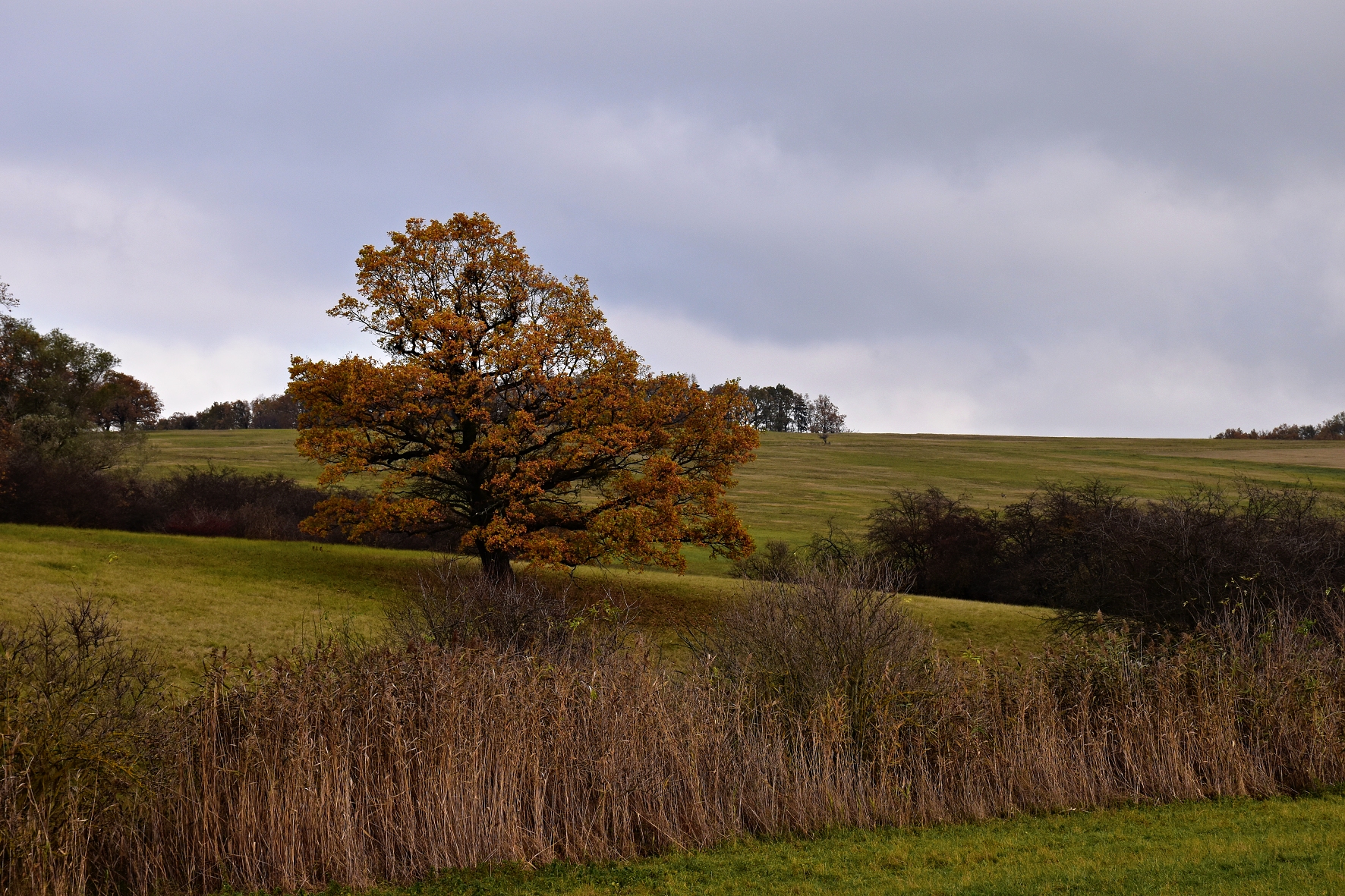 DSC_0739